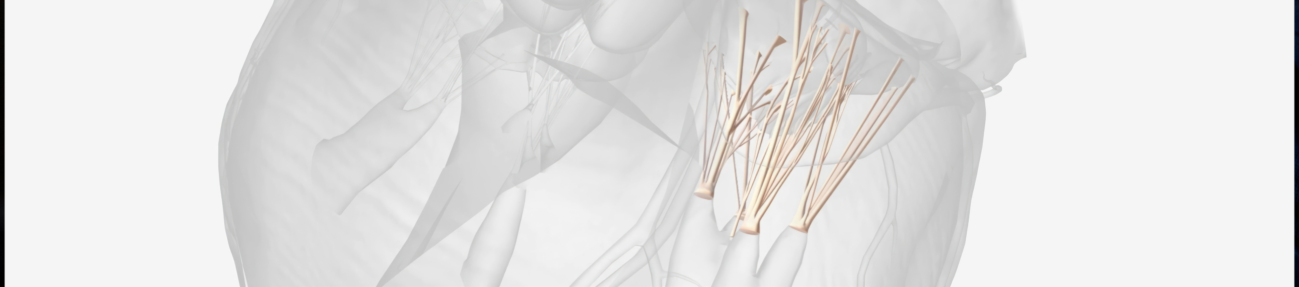 MitraClip: Πρωτοποριακή Διαδερμική Επιδιόρθωση Ανεπάρκειας Μιτροειδούς Βαλβίδας