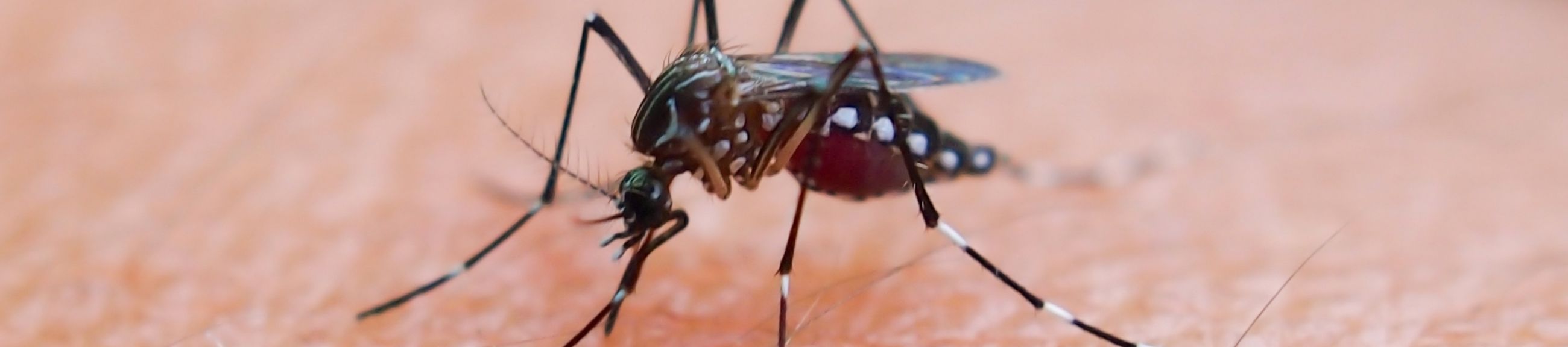 Ο ιός του Δυτικού Νείλου